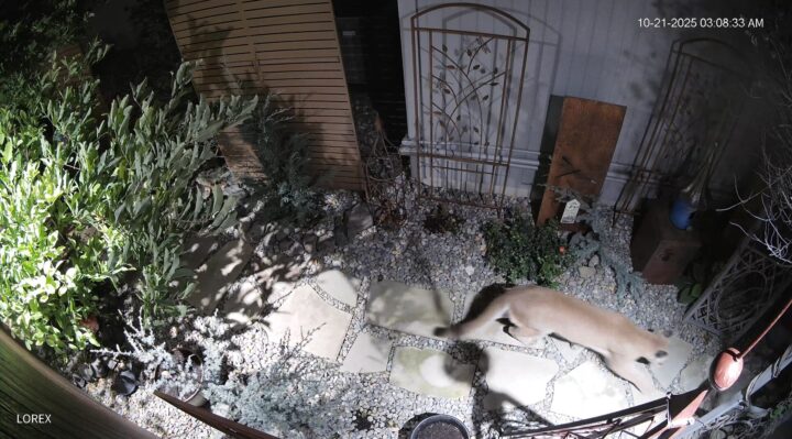 68f7881cd15aeimagejpg | FOX 28 Spokane