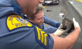 Kitten rescued by Washington State Patrol troopers on I-5 adapts to new family
