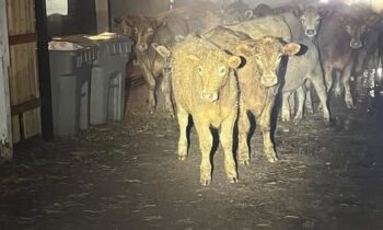 Cows roam Boise streets, causing early morning commotion