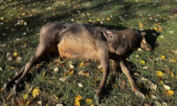 Idaho Fish and Game asks for public help solving wildlife crimes, elk left to waste