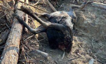 Bull moose killed near Sherman Pass; WDFW Police seek public’s help