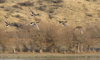 Six mice test positive for bird flu in Grant County