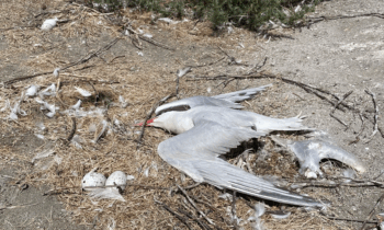 Three bird flu cases confirmed in Spokane area