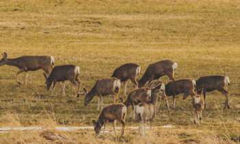 Positive Chronic Wasting Disease detection on Spokane Indian Reservation raises concerns