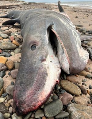 690cdecc60031imagejpg | FOX 28 Spokane