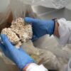 Mushroom material takes on plastic packaging at Belgian start-up