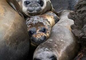 ‘Bleak’ future for seals decimated by bird flu, scientists warn