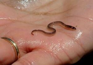 Haitian gangs getting rich off murky market for baby eels