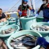 China to halt Japan seafood imports amid Taiwan spat: reports