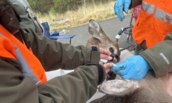 Another chronic wasting disease case detected in Spokane County