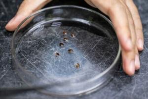 Malaysian scientists recruit bed bugs as crime scene sleuths