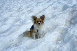 Scientists say most dogs have some wolf DNA – even chihuahuas