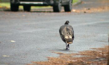 The Tale of the Turkeys