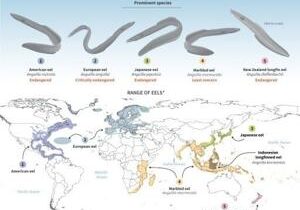 New protections for oceanic whitetip sharks, but not eels