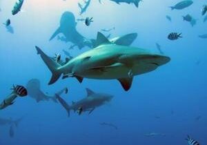 Bull shark kills woman off Australia beach