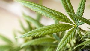 5fca828d46079imagejpg | FOX 28 Spokane