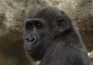 Gorillas arrive at San Antonio Zoo for first time in 35 years