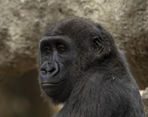 692f29af22c4bimagejpg | FOX 28 Spokane