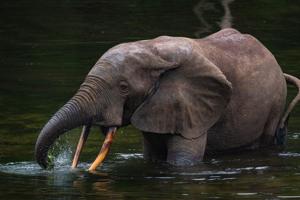 693057e351ccaimagejpg | FOX 28 Spokane