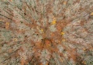 Tree branches to fleece jackets: Chemicals plant in Germany bets on biomass