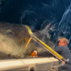 ‘Biggest’ great white shark ever surfaces off South Carolina coast