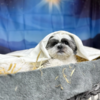 Dogs dress up as Nativity characters for third year in a row