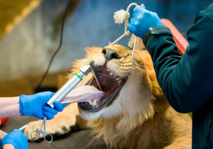 Lions rescued from war-torn Ukraine get health checks