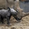 ‘Extremely rare’ birth of baby White Rhino caught on camera