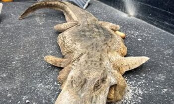 69436f03d5cebimagejpg | FOX 28 Spokane