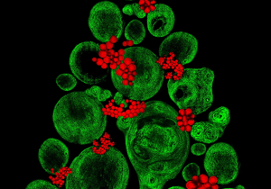 Scientists reveal microscopic ‘Christmas Tree’ in stunning photos