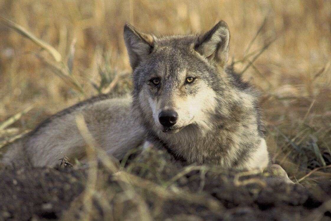 Washington's gray wolves could see status shift under new
