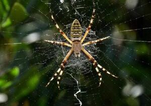 Intricate web patterns help spiders pinpoint their captured prey