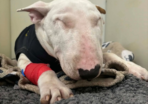 Puppy gets emergency surgery after swallowing razor
