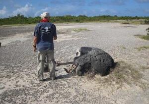 Medieval tsunami left coral clues in the caribbean with a warning