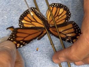 695e8ae855ab3imagejpg | FOX 28 Spokane