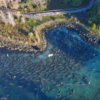 Hundreds of manatees huddle together to keep warm during cold snap