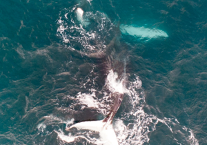 ‘One-in-a-million’ drone photos finally reveal famous whale’s gender
