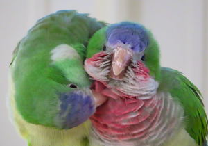 Study reveals how birds carefully form new friendships