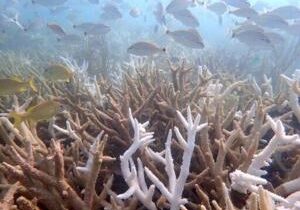 Experts say oceans soaked up record heat levels in 2025