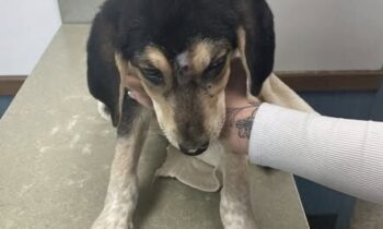 Asotin County seeks help in puppy shooting investigation