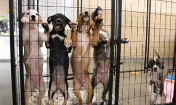 SCRAPS delays adult dog adoption reopening after more parvovirus cases detected