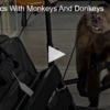 Animal Antics With Monkeys And Donkeys