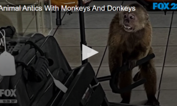 Animal Antics With Monkeys And Donkeys