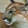 Mountain lion reported in Bonners Ferry area