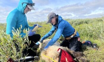 Collar cams offer a bear’s eye view into the lives of grizzlies on Alaska’s desolate North Slope