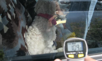 Washington State Senate passes bill to protect pets in vehicles