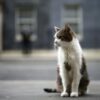 Paw patrol: Larry the cat marks 15 years at 10 Downing Street
