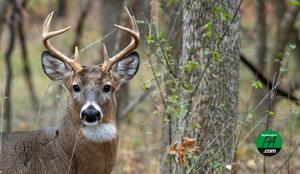 Aggregator Downloaded image for imported item 1578064 | FOX 28 Spokane