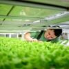 Greenland entrepreneur gambles on leafy greens