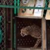 India celebrates cheetah births to boost reintroduction bid